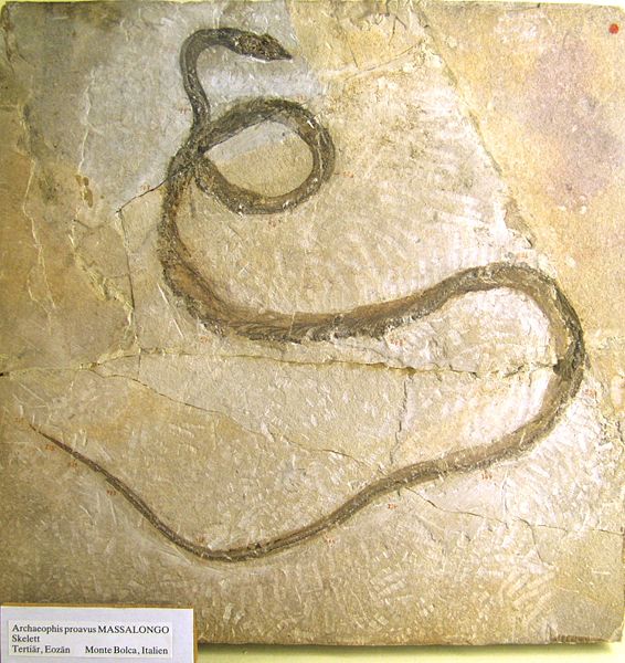 566px-naturkundemuseum_berlin_-_archaeophis_proavus_massalongo_-_monte_bolca