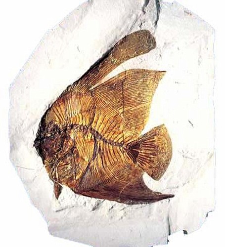 museofossilibolca-vi