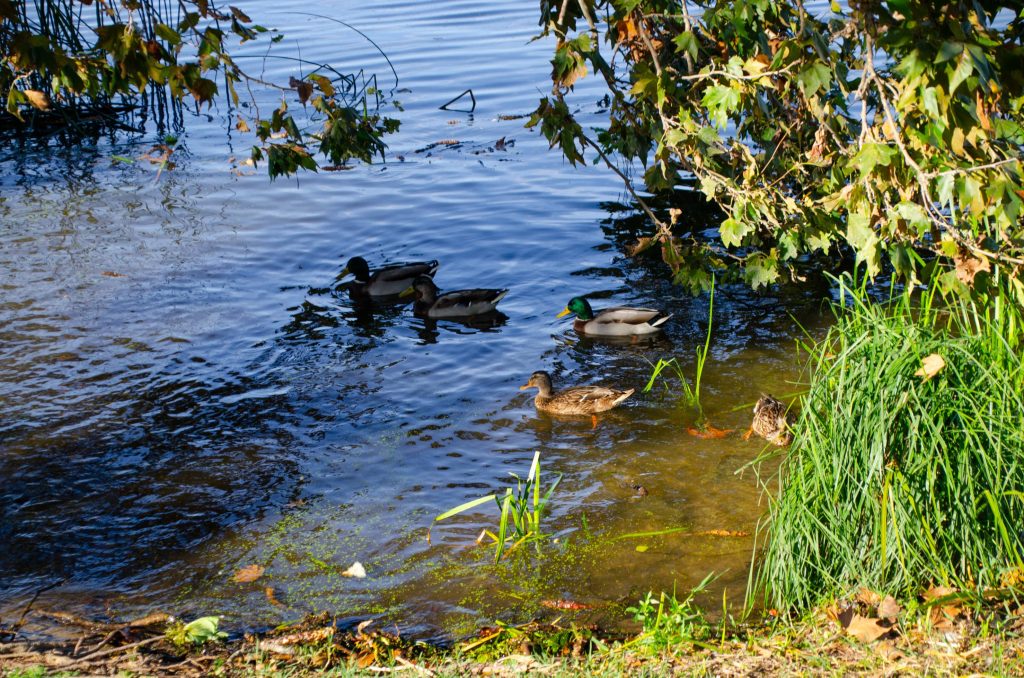 DSC_7799_small